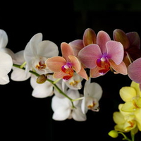 Orchids