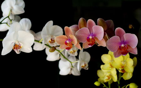 Orchids - flowers, white, nature, yellow, photography, orchids, pink