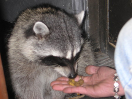 Feed Me - raccoon, getting fatter, sweet, night feeding, loving