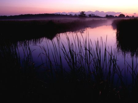 Romantic landscape wallpaper - grass