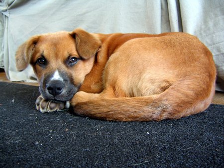 Got the tail! - tail, carpet, puppy, caught