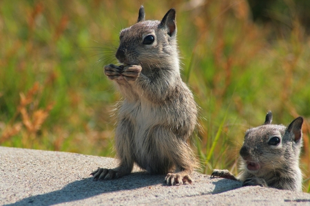 Gray Squirrel - nut, grass, squirrel, two