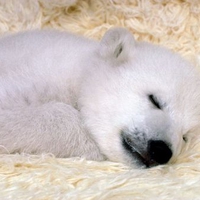 Polar Bear Sleeping