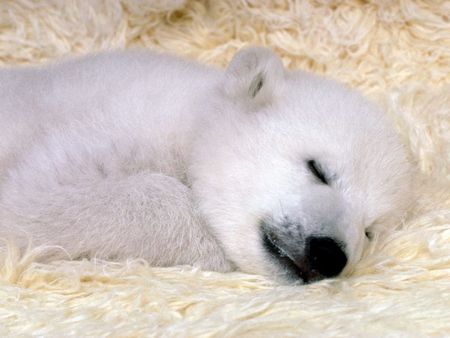 Polar Bear Sleeping - bear, polar bear, sleeping, polar