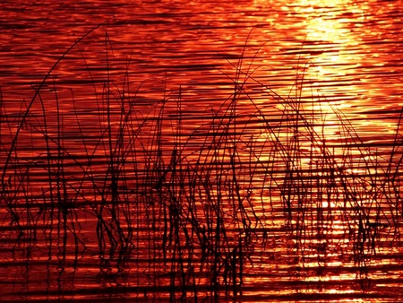 Nature - nature, beauty, river, sunset, plants