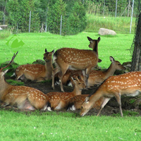 A herd of spotted deer relaxing & grazing