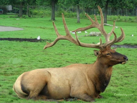 Relaxing - animals, deer