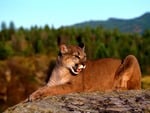 Cougar