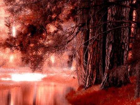 Forest  - painting, nature, beauty, art, forest