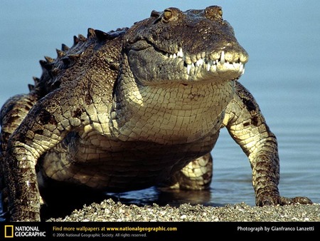 American Crocodile emerging from the water - american crocodile, reptiles