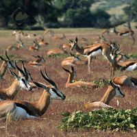 A herd of gazelles