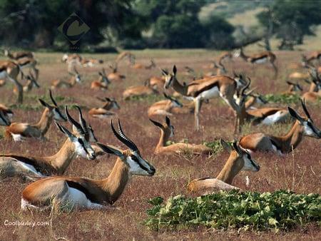 A herd of gazelles - herd, deer, gazelles, gazelle, animals