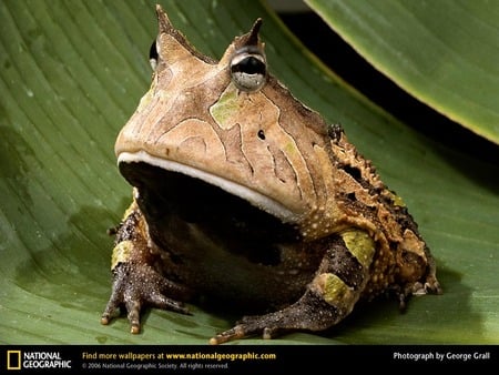 Amazon Horned Frog also known as the Pac-Man Frog - pac-man frog, pac man frog, amazon horned, pacman frog, amazon horned frog, animals