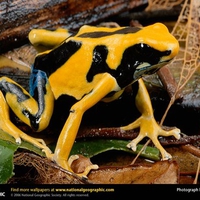 Poison Dart Frog