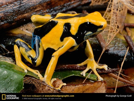 Poison Dart Frog