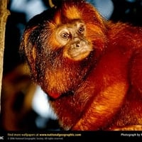 Golden Lion Tamarin