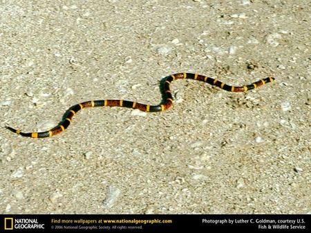 Coral Snake - snakes, reptiles