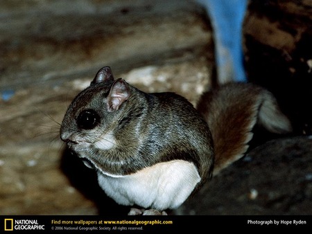 Flying Squirrel - mammals, squirrels, animals