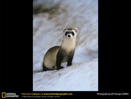 Black-Footed Ferret - mammals, ferrets, weasel