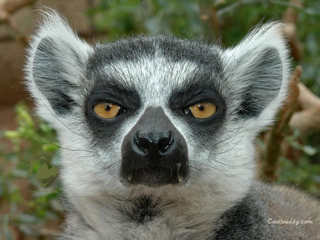 Lemur  - mammals, lemurs, lemur