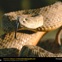 Rattlesnake