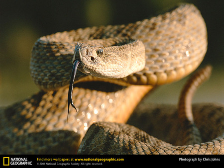 Rattlesnake - rattle snake, snakes, snake, rattlesnake, reptiles