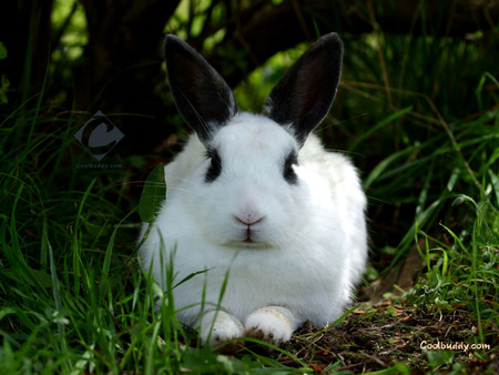 Rabbit - mammals, rabbit, bunny, animals