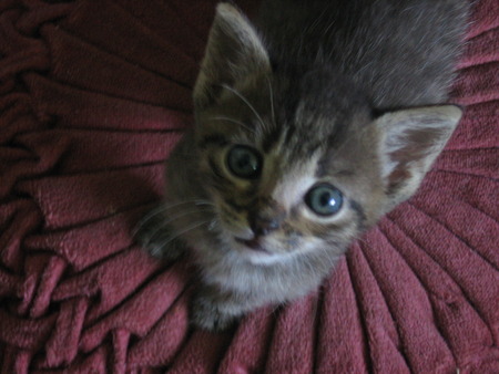 Blue Eyed Gray Kitten - purple, animals, cats, photography, sweet, cute, gray, kitten