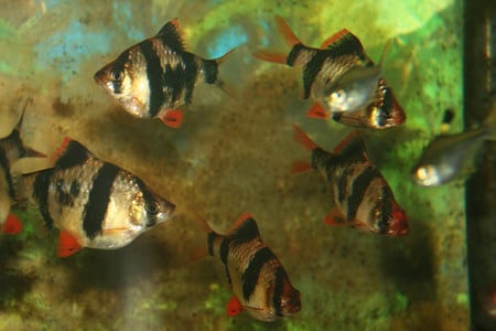 tigers of the tank - barbs, aquarium fish, tropical fish, fish