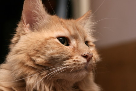 charlie - longhair, orange cats, cats, mainecoon