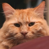 red Mainecoon