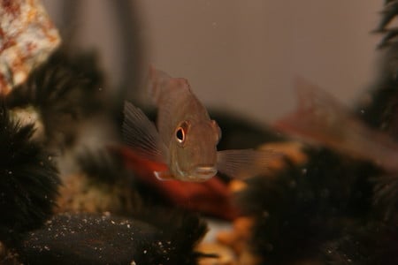 geophagus - tropicals, aquarium fish, fish