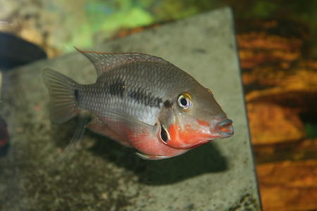 Female firemouth  - fish, firemouth, tropicals