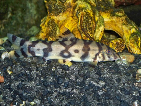 loach - fish, tropicalfish