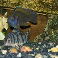 Peacock & Loach