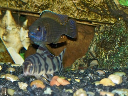 Peacock & Loach - tropical freshwater, fish, africans