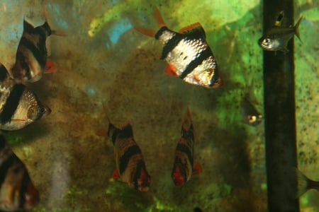 Tiger barbs again - aquarium, tropical fish, fish