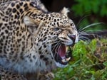 Angry Leopard