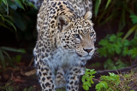 Stalking Leopard - cat, feline, leopard