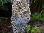 Stalking Leopard