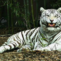 Happy White Tiger