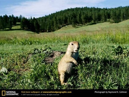 Prairie Dog - animals, pairie dog