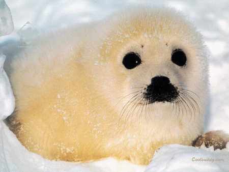 Baby Fur Seal - seals, fur, baby, animals, kute, snow, seal