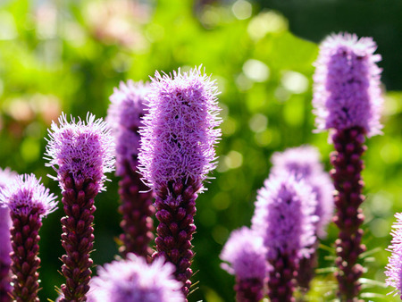 purpleliatris - purpleliatris