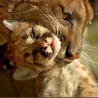 cougar and cub