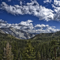 Evergreen or the Plenty of Trees