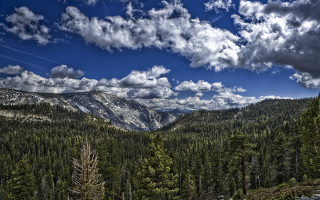 Evergreen or the Plenty of Trees - wood, trees, forest, clouds, canada, tree