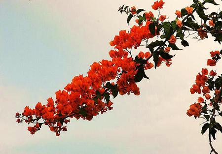 The autumn branch - autumn, red, branch, blooms, blue sky