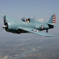 wildcat