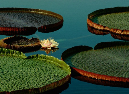 Lily Pads - water, lily, flower, pads